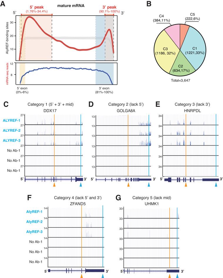 https://cdn.ncbi.nlm.nih.gov/pmc/blobs/ad74/5766156/b6ba5b284fff/gkx597fig2.jpg