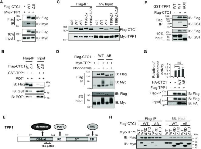 https://cdn.ncbi.nlm.nih.gov/pmc/blobs/ad7e/10250220/1f197586c766/gkad237fig4.jpg