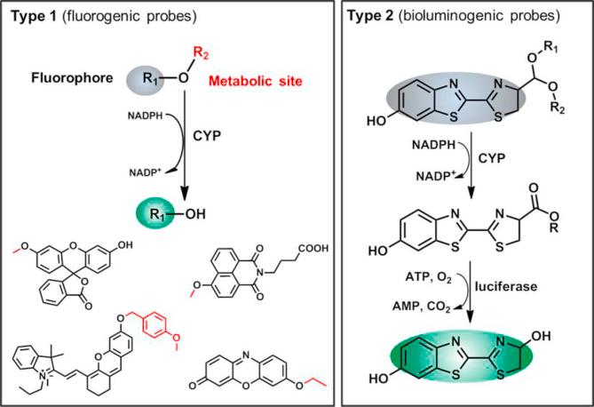 https://cdn.ncbi.nlm.nih.gov/pmc/blobs/ad82/9069481/bb07da2ec1a1/gr2.jpg