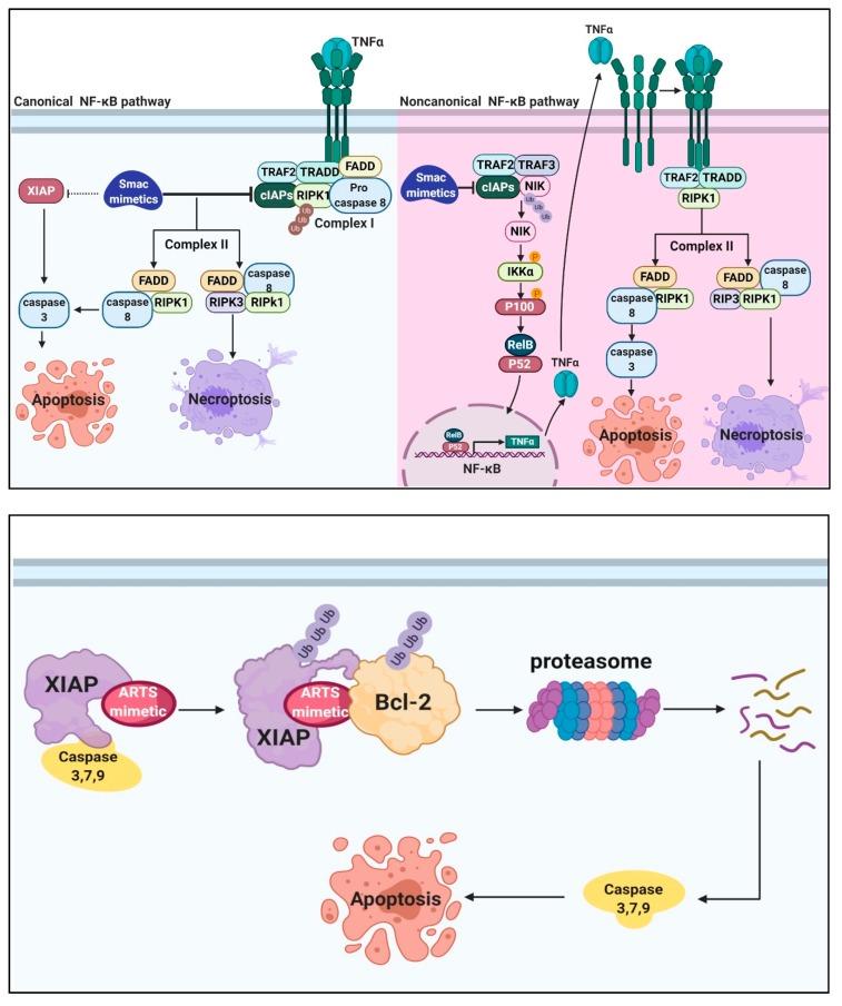 https://cdn.ncbi.nlm.nih.gov/pmc/blobs/ad89/7140716/a61cd1fceef9/cells-09-00663-g002.jpg