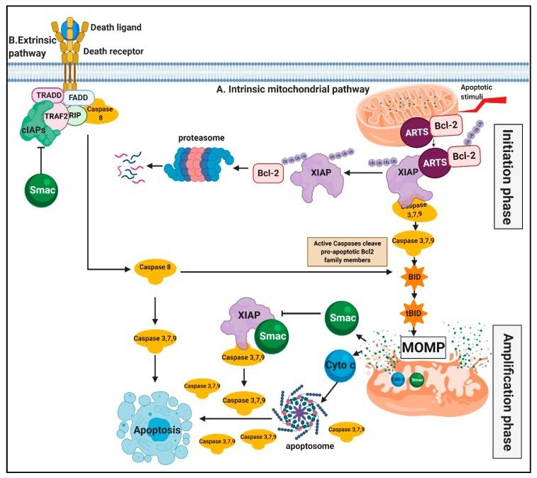https://cdn.ncbi.nlm.nih.gov/pmc/blobs/ad89/7140716/b3803ba245d6/cells-09-00663-g001.jpg