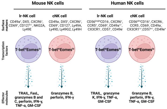 https://cdn.ncbi.nlm.nih.gov/pmc/blobs/ad8f/10216436/c811ebf447ea/biomedicines-11-01391-g003.jpg
