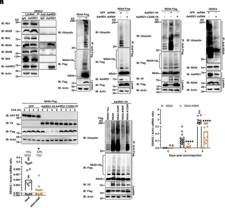 https://cdn.ncbi.nlm.nih.gov/pmc/blobs/ad93/11032495/8253e921c6f0/pnas.2317978121fig02.jpg