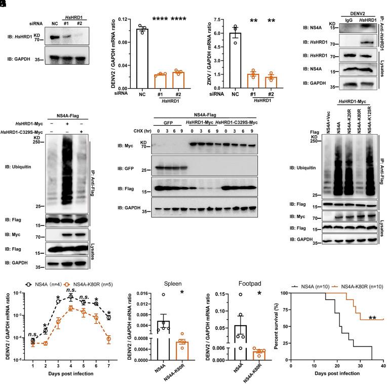 https://cdn.ncbi.nlm.nih.gov/pmc/blobs/ad93/11032495/a3af754a60b0/pnas.2317978121fig04.jpg