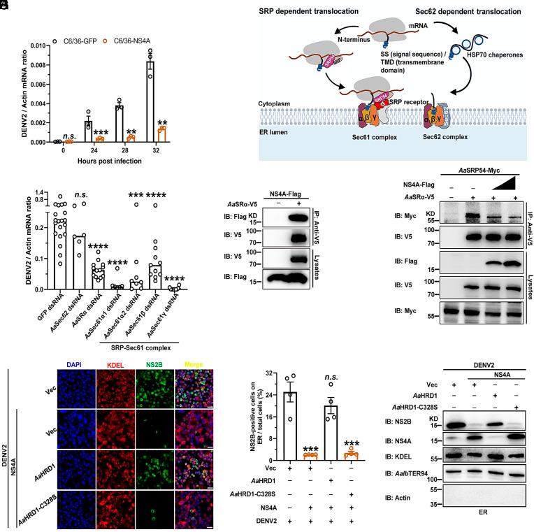 https://cdn.ncbi.nlm.nih.gov/pmc/blobs/ad93/11032495/ff9e501d633a/pnas.2317978121fig03.jpg