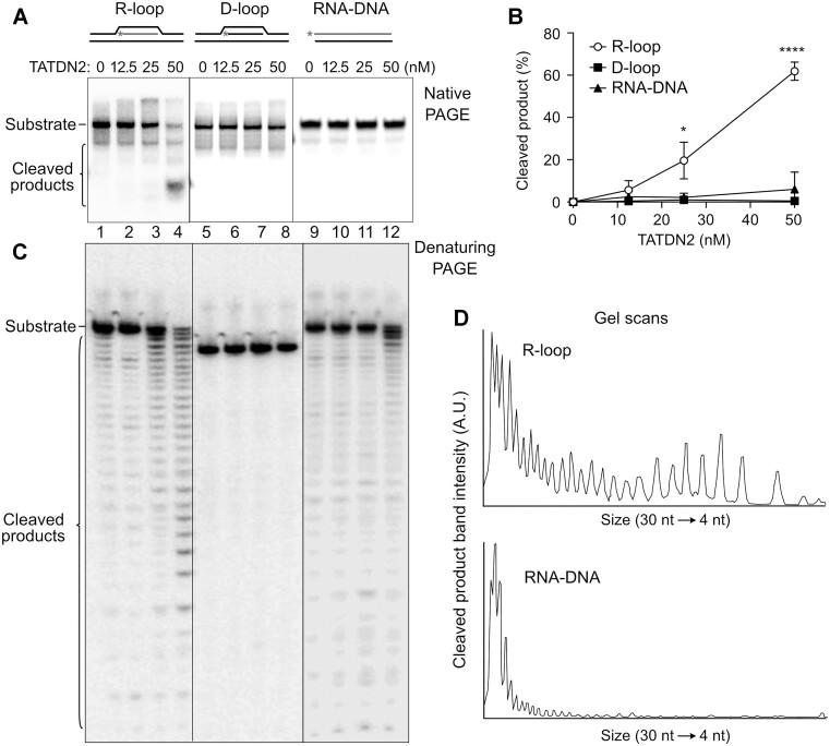 https://cdn.ncbi.nlm.nih.gov/pmc/blobs/ad9b/10711561/3a0c518a4e36/gkad952fig4.jpg