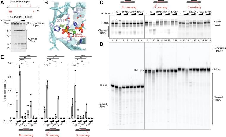 https://cdn.ncbi.nlm.nih.gov/pmc/blobs/ad9b/10711561/afe7af48042b/gkad952fig2.jpg