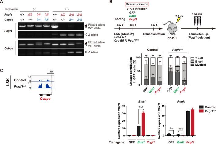 https://cdn.ncbi.nlm.nih.gov/pmc/blobs/ad9e/10287155/bc2002a9ce87/elife-83004-fig2-figsupp1.jpg