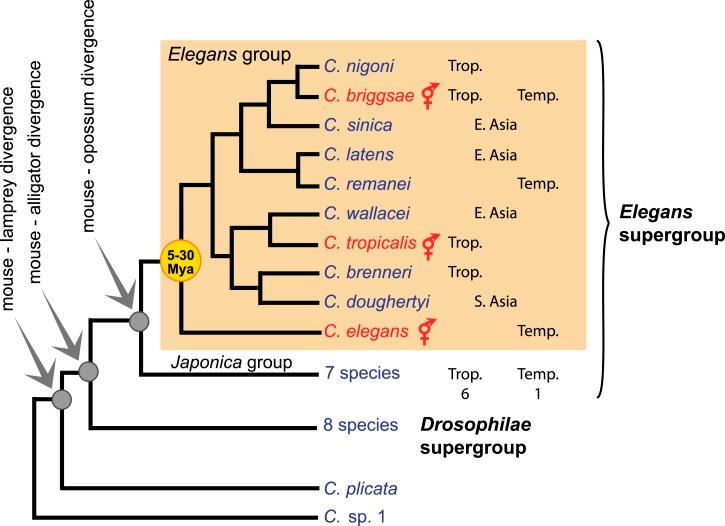 https://cdn.ncbi.nlm.nih.gov/pmc/blobs/ada1/4373675/997ccc4e7385/elife05849f005.jpg