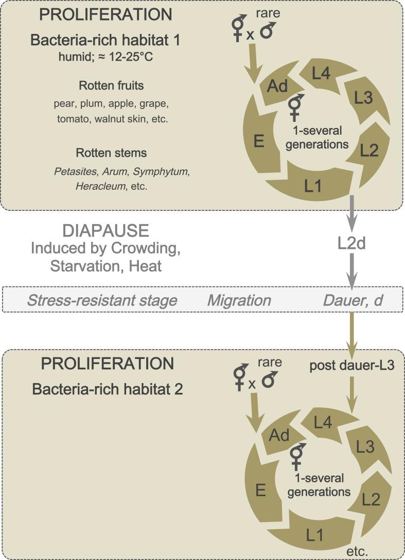 https://cdn.ncbi.nlm.nih.gov/pmc/blobs/ada1/4373675/db3973196ea1/elife05849f003.jpg