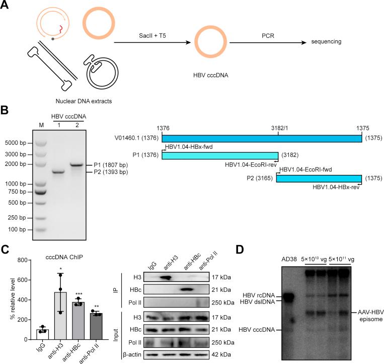 https://cdn.ncbi.nlm.nih.gov/pmc/blobs/ada8/8873614/465d307a99d0/gr6.jpg