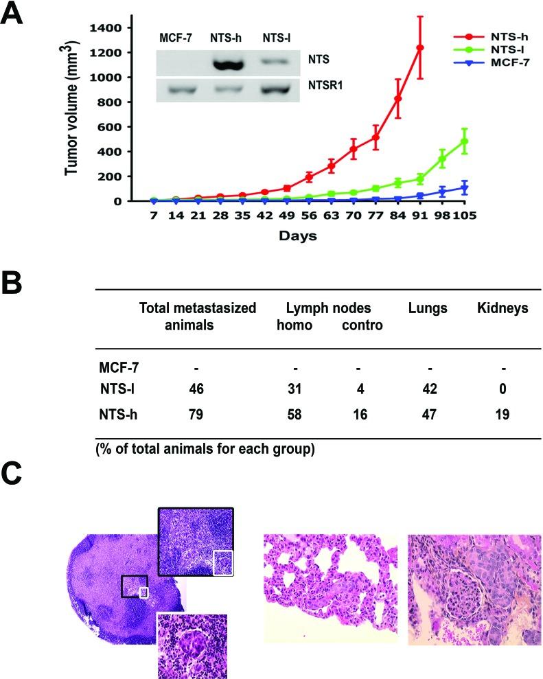 https://cdn.ncbi.nlm.nih.gov/pmc/blobs/ade1/4226680/f6f9eca1206a/oncotarget-05-8235-g001.jpg