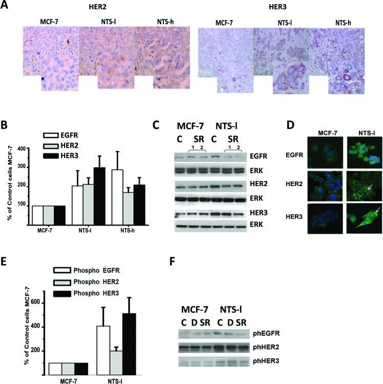https://cdn.ncbi.nlm.nih.gov/pmc/blobs/ade1/4226680/f9bb33d4f053/oncotarget-05-8235-g002.jpg