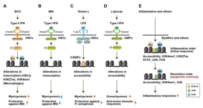 https://cdn.ncbi.nlm.nih.gov/pmc/blobs/ae51/9324604/cd7b399ffa26/cells-11-02187-g004.jpg