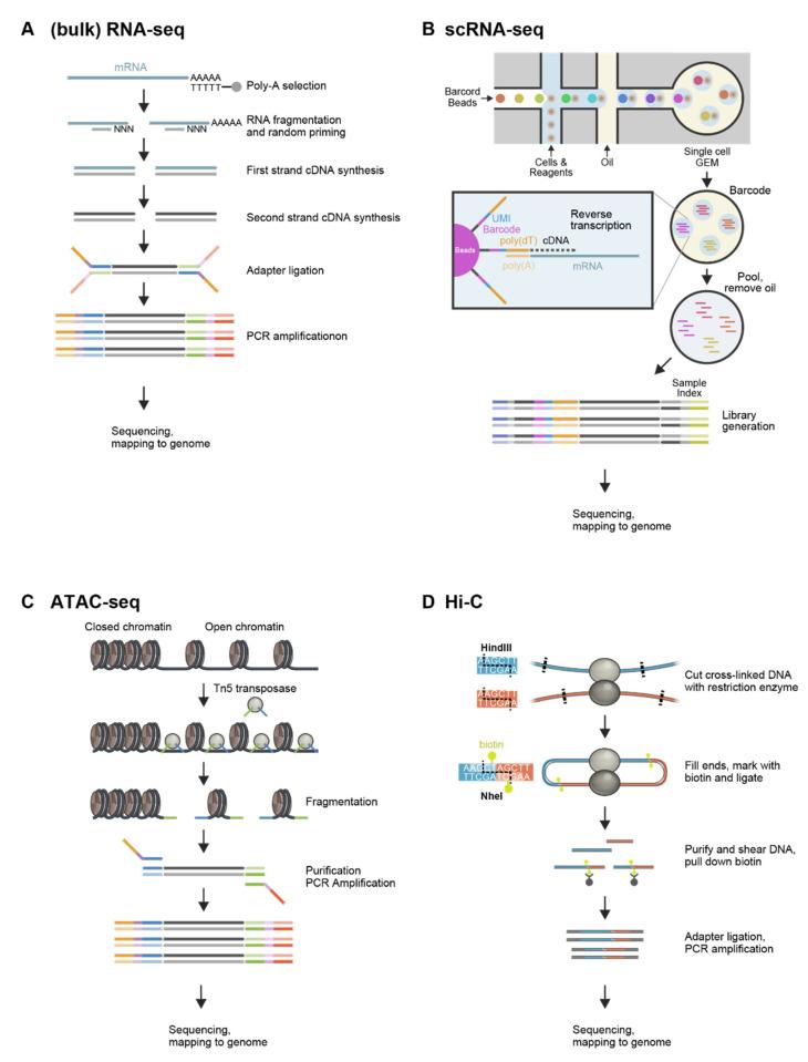 https://cdn.ncbi.nlm.nih.gov/pmc/blobs/ae51/9324604/e94195f55df1/cells-11-02187-g001.jpg