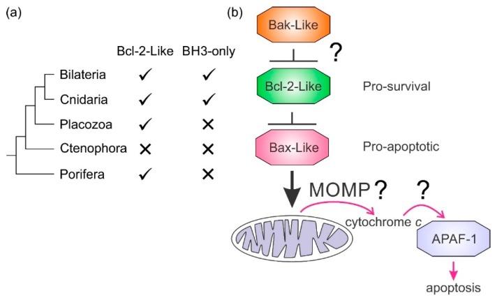 https://cdn.ncbi.nlm.nih.gov/pmc/blobs/ae91/7022251/2432ff8d85b2/biomolecules-10-00128-g004.jpg