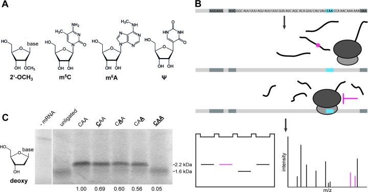 https://cdn.ncbi.nlm.nih.gov/pmc/blobs/ae94/4737146/4b060a1f3877/gkv1182fig1.jpg