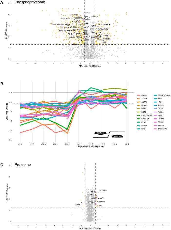 https://cdn.ncbi.nlm.nih.gov/pmc/blobs/ae98/9225150/a3555ee13273/fmolb-09-909711-g004.jpg