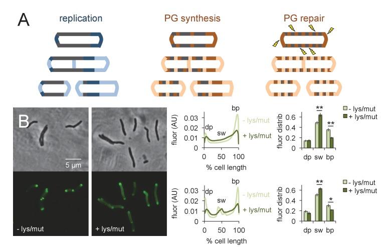 https://cdn.ncbi.nlm.nih.gov/pmc/blobs/aeb2/6191288/01fdb7bfdc71/elife-37243-fig6.jpg