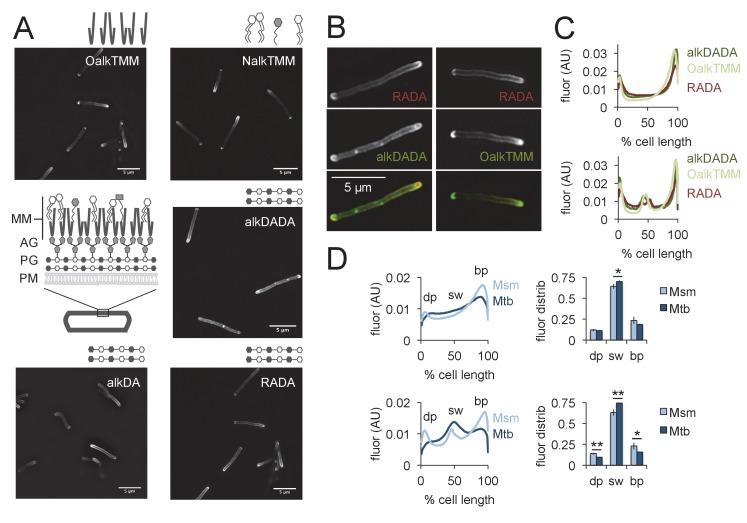https://cdn.ncbi.nlm.nih.gov/pmc/blobs/aeb2/6191288/2e6be22f7dff/elife-37243-fig2.jpg
