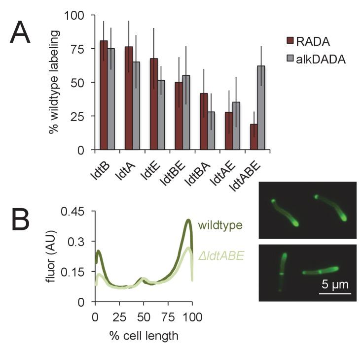 https://cdn.ncbi.nlm.nih.gov/pmc/blobs/aeb2/6191288/919754e3bc9e/elife-37243-fig4-figsupp2.jpg
