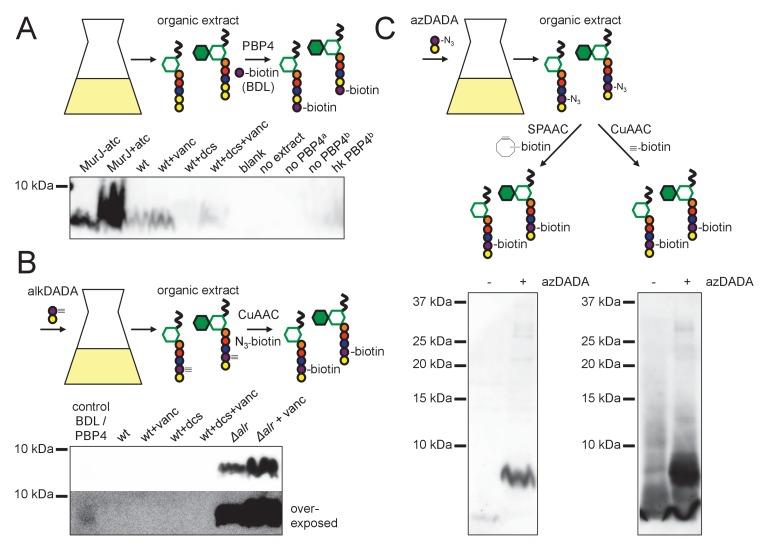 https://cdn.ncbi.nlm.nih.gov/pmc/blobs/aeb2/6191288/c6b5510516fa/elife-37243-fig5.jpg