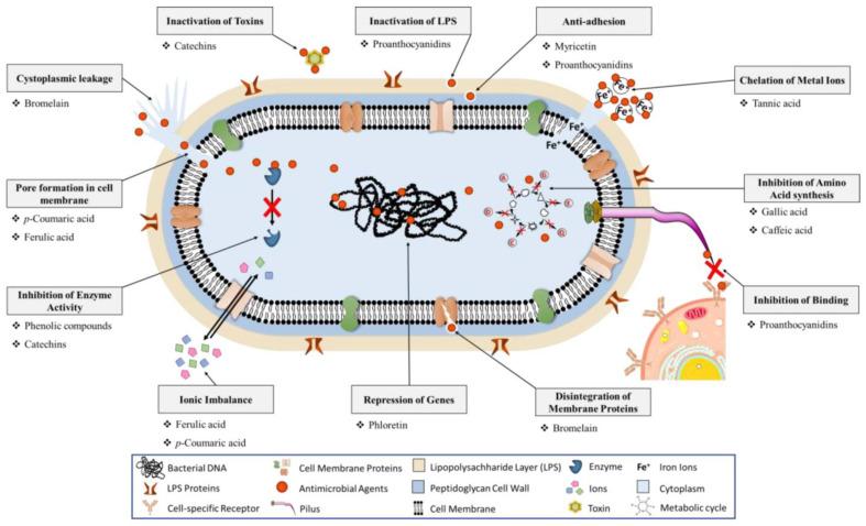 https://cdn.ncbi.nlm.nih.gov/pmc/blobs/af07/11728530/c5863d322a11/microorganisms-12-02502-g004.jpg