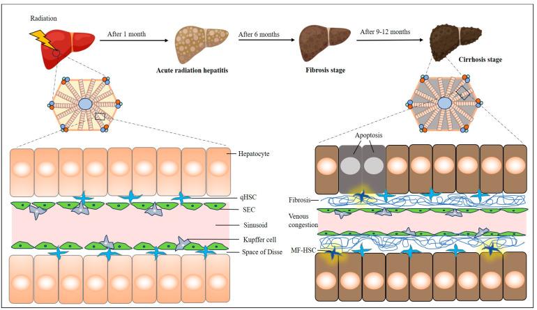 https://cdn.ncbi.nlm.nih.gov/pmc/blobs/af1c/11429644/2c261c883b76/cells-13-01560-g001.jpg