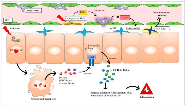 https://cdn.ncbi.nlm.nih.gov/pmc/blobs/af1c/11429644/8ea219fae216/cells-13-01560-g003.jpg