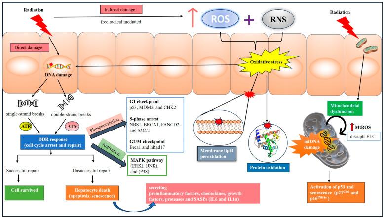 https://cdn.ncbi.nlm.nih.gov/pmc/blobs/af1c/11429644/f81614e94953/cells-13-01560-g002.jpg
