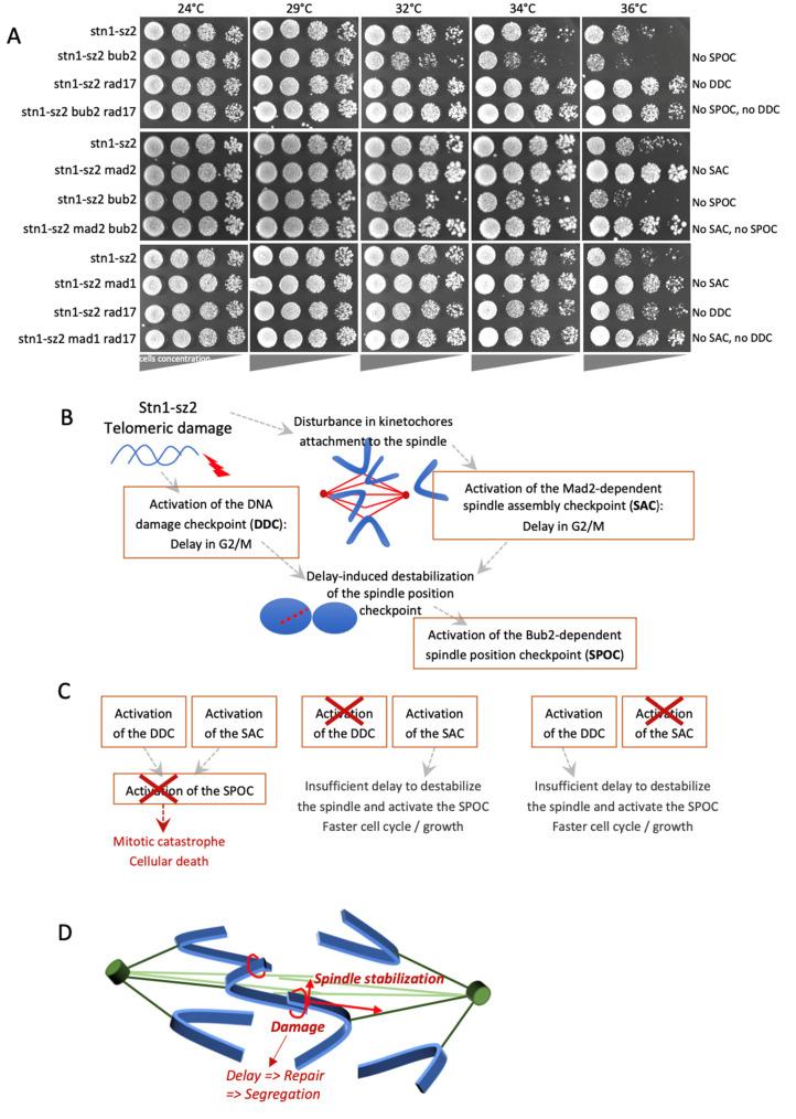 https://cdn.ncbi.nlm.nih.gov/pmc/blobs/af43/12153855/3b6d4172ab72/cells-14-00784-g002.jpg