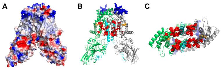 https://cdn.ncbi.nlm.nih.gov/pmc/blobs/af52/10741985/1e1a9d74d3b0/biomolecules-13-01774-g004.jpg