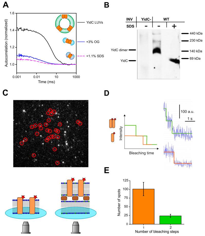 https://cdn.ncbi.nlm.nih.gov/pmc/blobs/af52/10741985/be3177c527ad/biomolecules-13-01774-g006.jpg