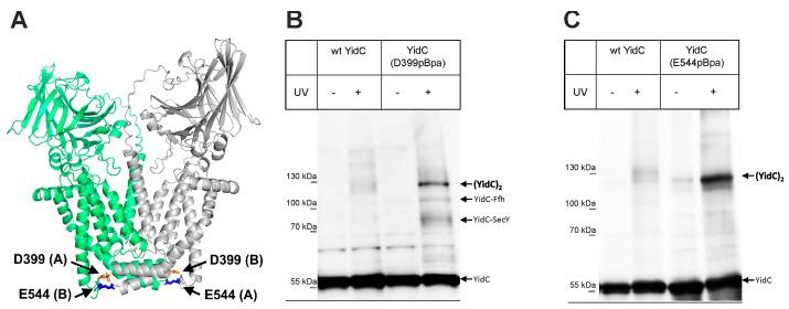 https://cdn.ncbi.nlm.nih.gov/pmc/blobs/af52/10741985/be6aeb373dbd/biomolecules-13-01774-g005.jpg