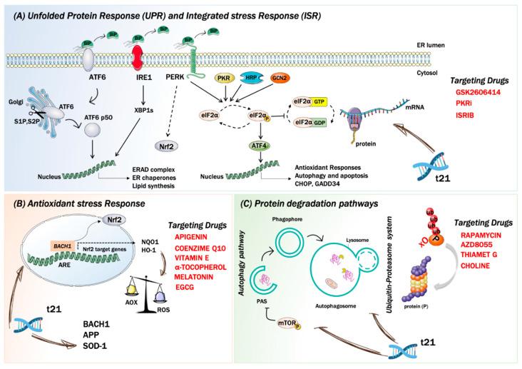 https://cdn.ncbi.nlm.nih.gov/pmc/blobs/af53/7916967/e31a9ba16b79/biomolecules-11-00266-g001.jpg