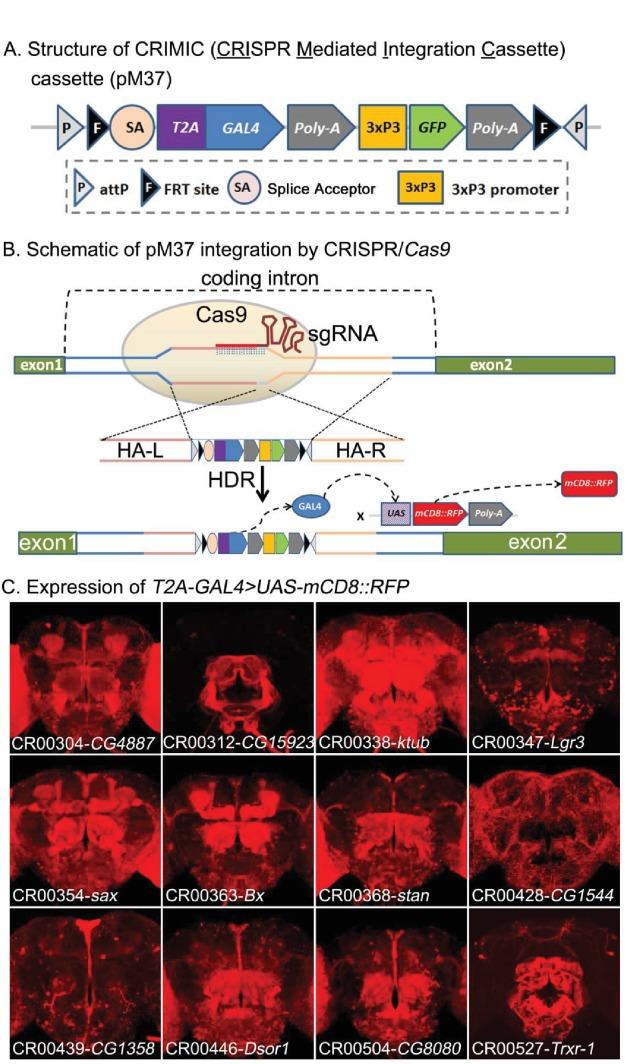 https://cdn.ncbi.nlm.nih.gov/pmc/blobs/af68/5898912/3fbda6c83046/elife-35574-fig3.jpg