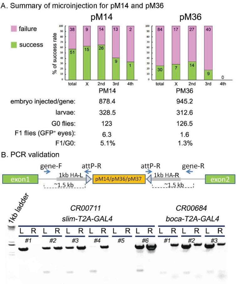 https://cdn.ncbi.nlm.nih.gov/pmc/blobs/af68/5898912/487016454901/elife-35574-fig2-figsupp1.jpg