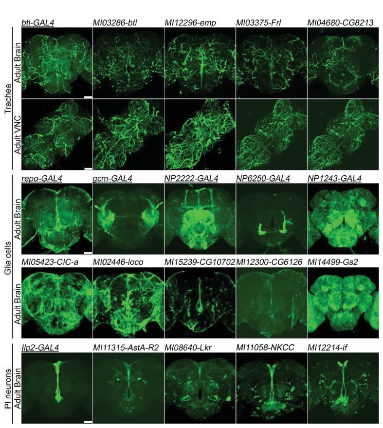 https://cdn.ncbi.nlm.nih.gov/pmc/blobs/af68/5898912/49581d730208/elife-35574-fig5.jpg