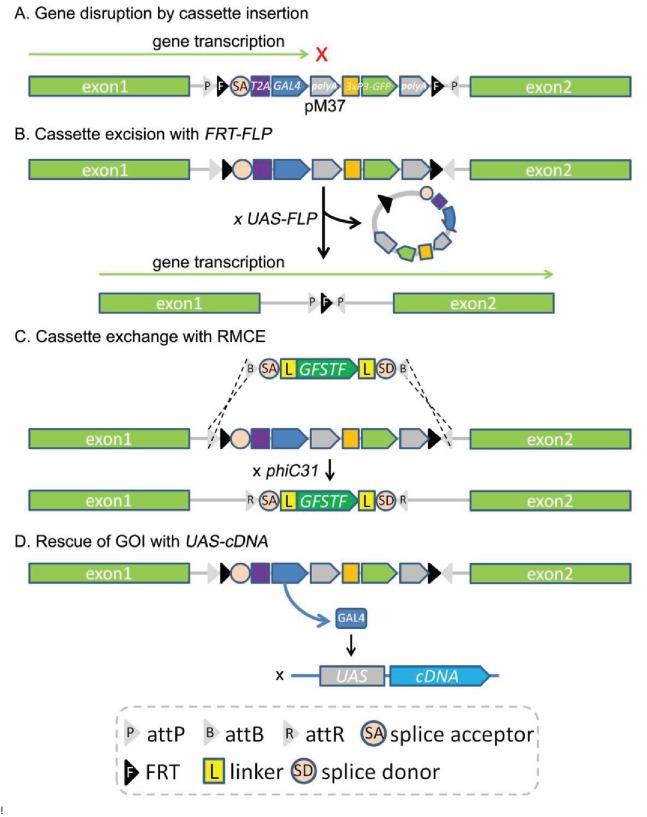 https://cdn.ncbi.nlm.nih.gov/pmc/blobs/af68/5898912/988e89240add/elife-35574-fig4-figsupp1.jpg