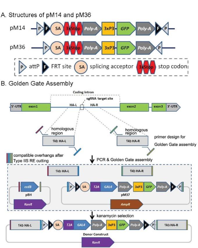 https://cdn.ncbi.nlm.nih.gov/pmc/blobs/af68/5898912/9ffe8c6aa1ce/elife-35574-fig2.jpg