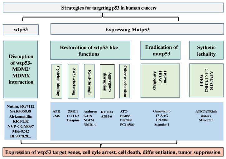 https://cdn.ncbi.nlm.nih.gov/pmc/blobs/af88/10377496/6dec208ecd13/cancers-15-03560-g001.jpg