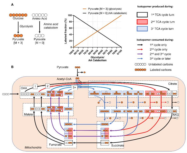 https://cdn.ncbi.nlm.nih.gov/pmc/blobs/afdb/9694183/86ddf8fe5943/metabolites-12-01066-g001.jpg