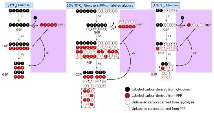 https://cdn.ncbi.nlm.nih.gov/pmc/blobs/afdb/9694183/a972ed8d01a9/metabolites-12-01066-g004.jpg