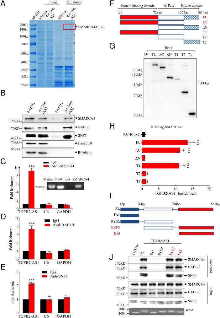 https://cdn.ncbi.nlm.nih.gov/pmc/blobs/b011/9522332/1a0f8701b687/pnas.2117988119fig04.jpg