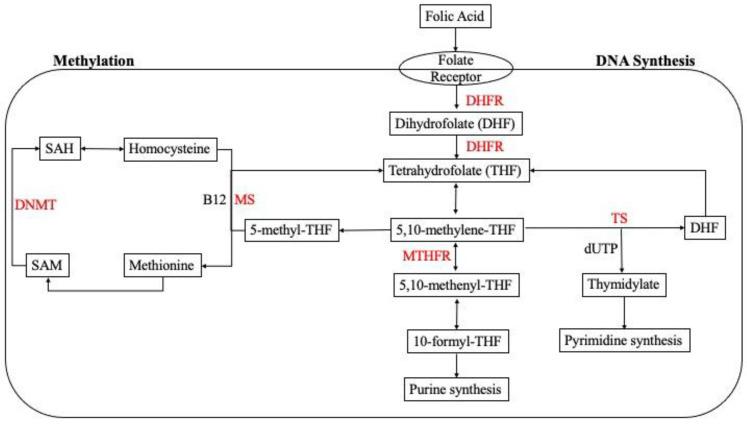 https://cdn.ncbi.nlm.nih.gov/pmc/blobs/b031/9503684/d97374e8030e/metabolites-12-00876-g001.jpg