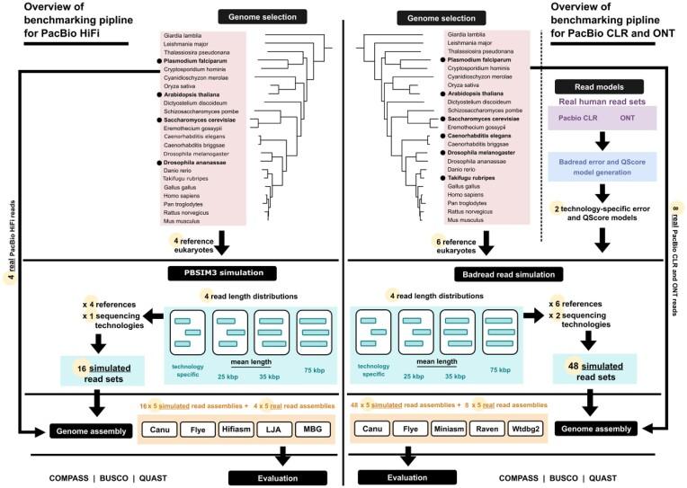 https://cdn.ncbi.nlm.nih.gov/pmc/blobs/b036/10673639/51a6b33612c4/giad100fig1.jpg