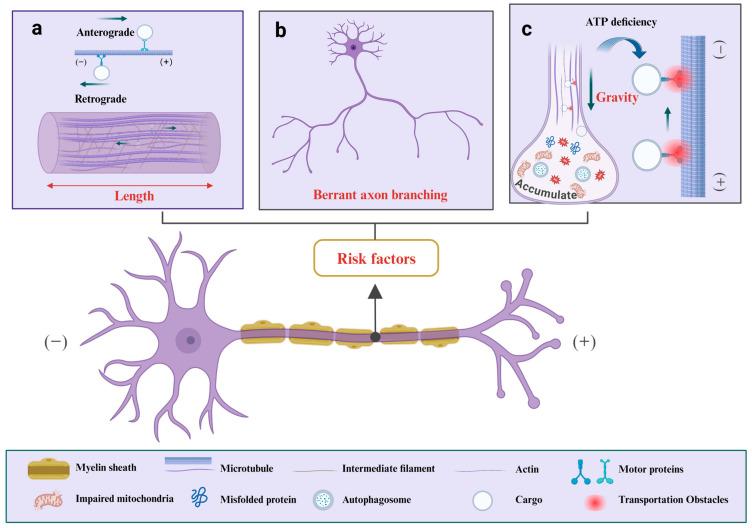 https://cdn.ncbi.nlm.nih.gov/pmc/blobs/b03d/11674045/a5af08702070/cells-13-02076-g001.jpg