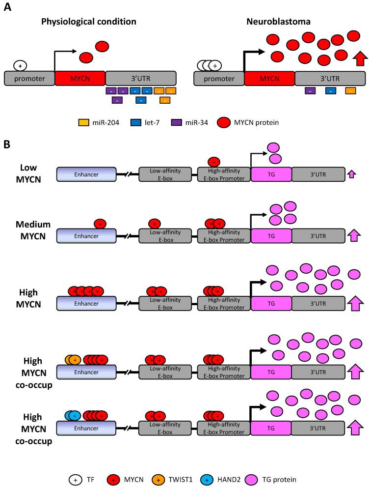https://cdn.ncbi.nlm.nih.gov/pmc/blobs/b051/8582685/69d6a0226c5a/cancers-13-05528-g006.jpg