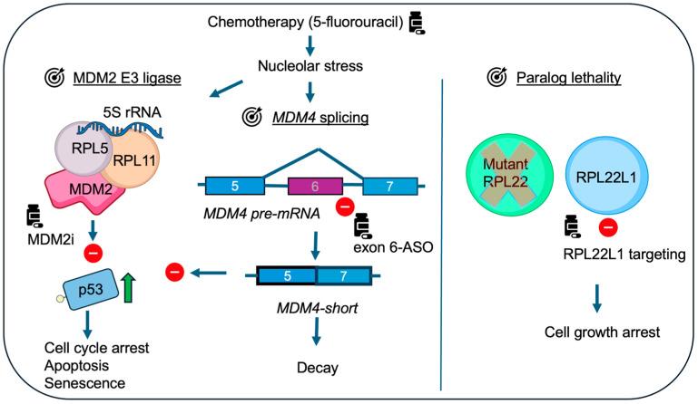 https://cdn.ncbi.nlm.nih.gov/pmc/blobs/b080/12110047/0563a34ed940/cancers-17-01597-g003.jpg