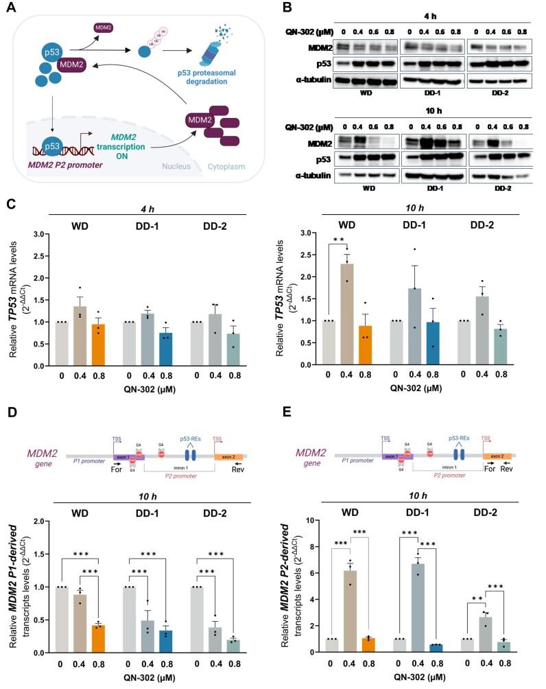 https://cdn.ncbi.nlm.nih.gov/pmc/blobs/b095/11822379/f30458081e0c/gkaf085fig3.jpg